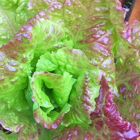 Lettuce Seeds - Rossa Di Trento