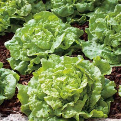 Lettuce Seeds - Tom Thumb