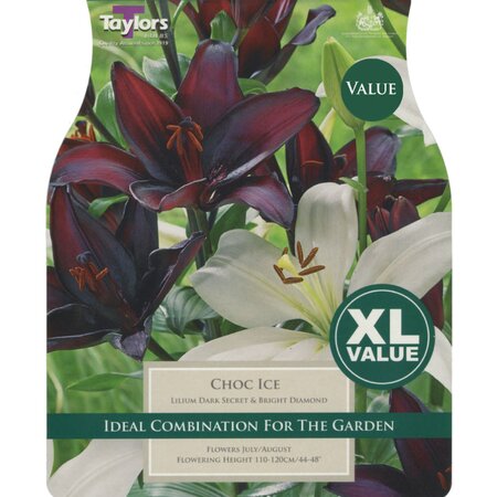 Lilium - Choc Ice (8 per Pack)