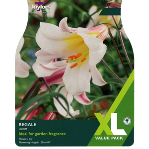 Lilium - Regale (3 per Pack)