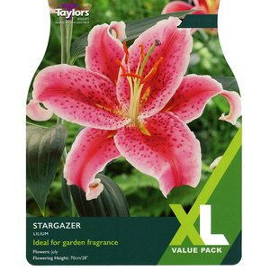 Lilium - Stargazer (5 per Pack)