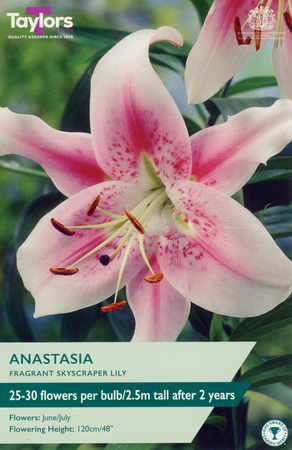 Lily - Anastasia Bulbs (2 per pack)