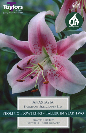 Lily - Anastasia Bulbs (2 per pack)