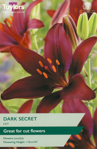 Lily - Asiatic Dark Secret (2 per pack)