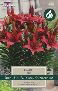 Lily - Cavoli Bulbs (3 per pack)