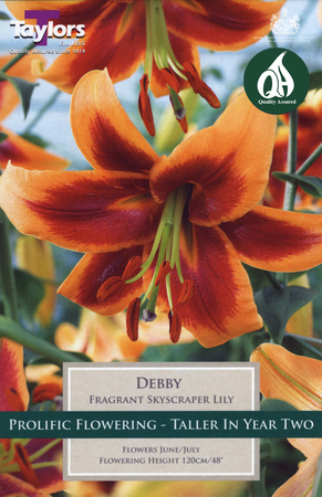Lily - Debby Bulbs (2 per pack)