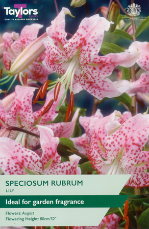 Lily - Exotic Speciosum Rubrum (2 per pack)