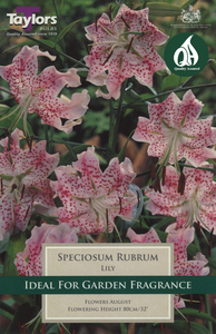 Lily - Exotic Speciosum Rubrum (2 per pack)