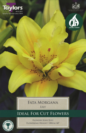 Lily - Fata Morgana Bulbs (2 per pack)