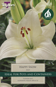 Lily - Happy Snow (3 per pack)