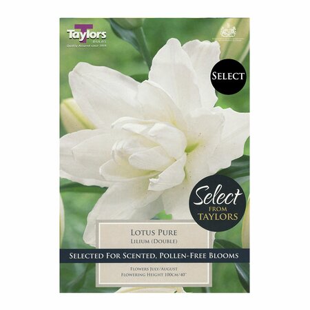Lily - Lotus Pure (3 per pack)