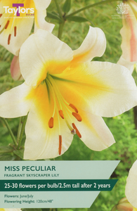 Lily - Miss Peculiar Bulbs (2 per pack)