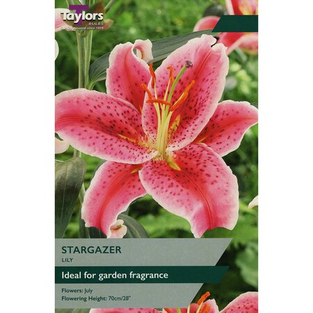 Lily - Oriental Stargazer Bulbs (2 per pack)