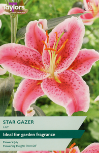 Lily - Oriental Stargazer Bulbs (2 per pack)