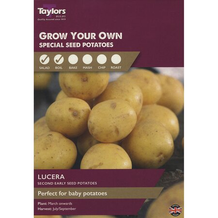 Lucera Second Early Crop Seed Potatoes (pack of 10 Tubers)