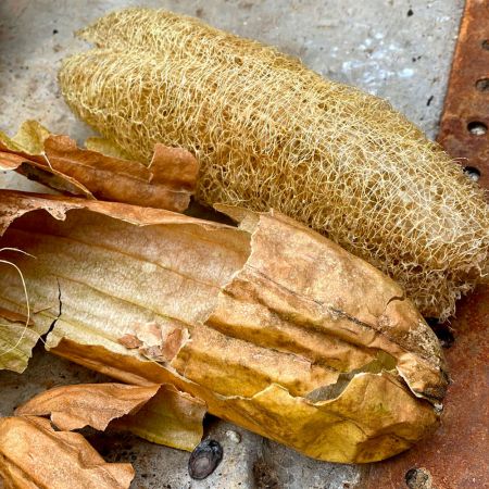 Luffa Seeds