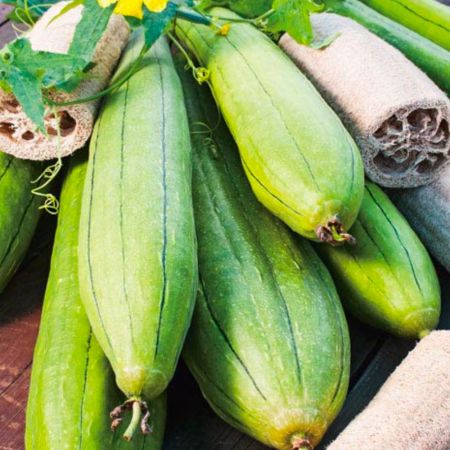 Luffa Seeds