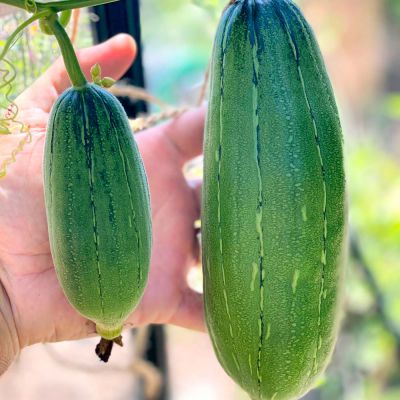 Luffa Seeds