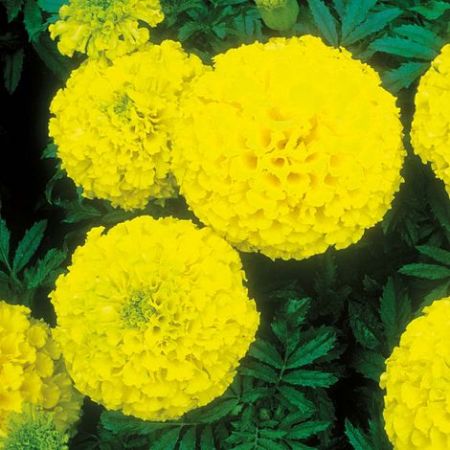 Marigold Seeds - Discovery Yellow F1 Hybrid