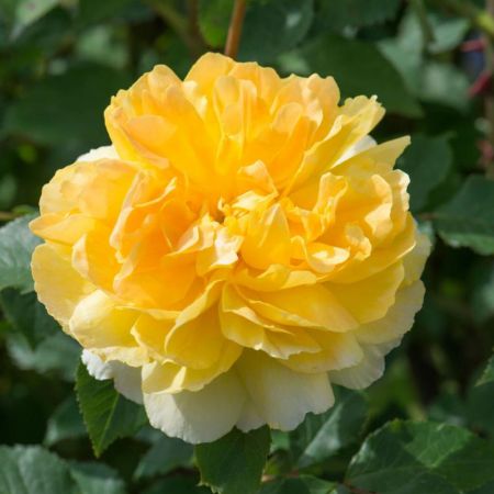 Molineux® English Shrub Rose - David Austin Roses