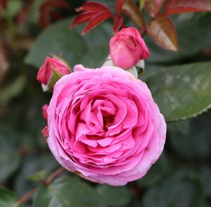 Mum in a Million Bush Rose - Whartons Roses