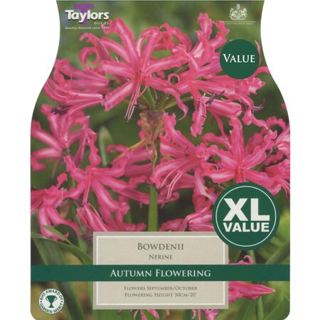 Nerine - Bowdenii (6 per Pack)