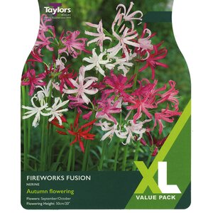 Nerine - Fireworks Fusion (5 per Pack)