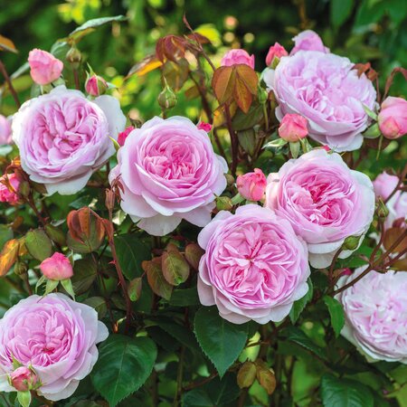 Olivia Rose Austin English Shrub Rose - David Austin Roses