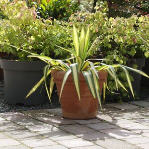 Oreya Tuscan Classic 30cm Pot