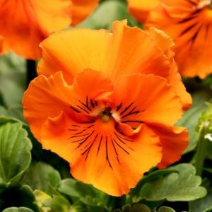 Pansy Seeds - Frizzle Sizzle Orange