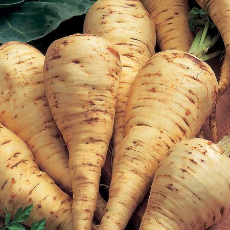 Parsnip Seeds - White Gem