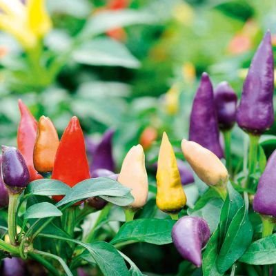 Pepper Chilli Seeds - Prairie Fire