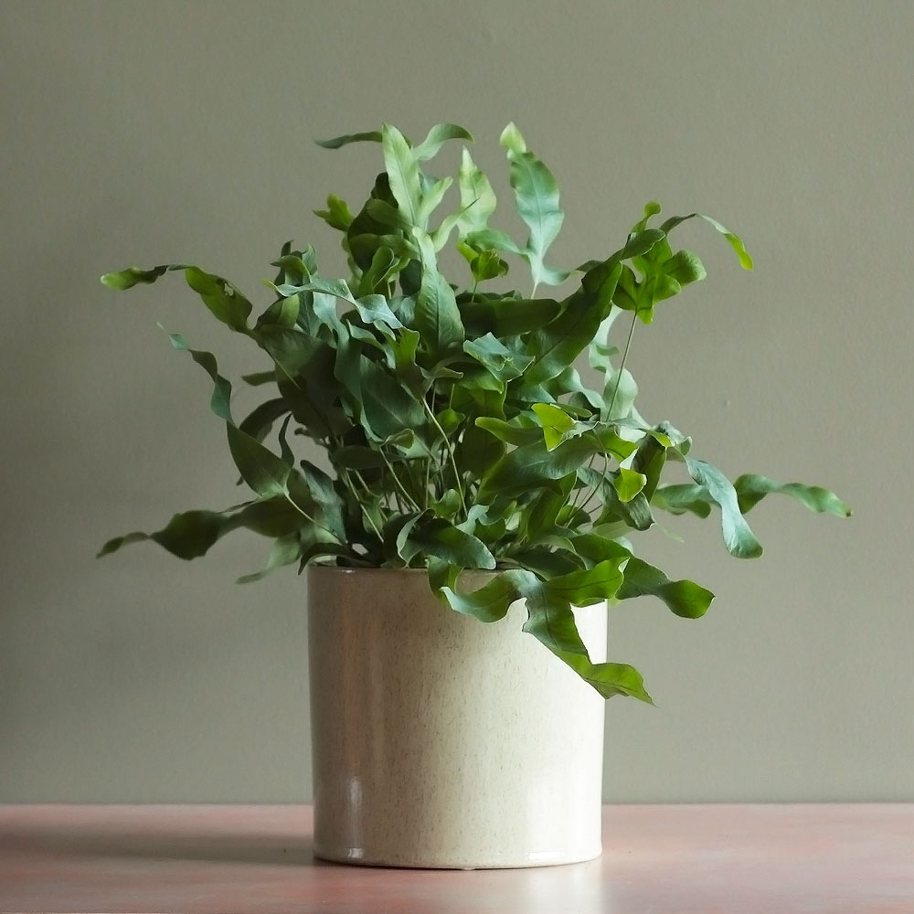 Phlebodium Blue Star Houseplant Beetham Nurseries