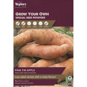 Pink Fir Apple Maincrop Seed Potatoes (Pack of 10 Tubers)