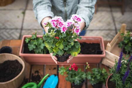 Planning & Design - Gardening in Small Spaces - Tuesday 12th May 2026