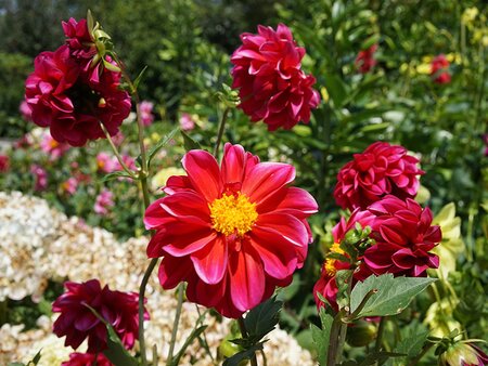 Planning & Designing a Cut Flower Border - Tuesday 2nd February 2027