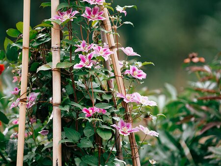 Plant Masterclass - Climbers for Every Season - Tuesday 15th July 2025