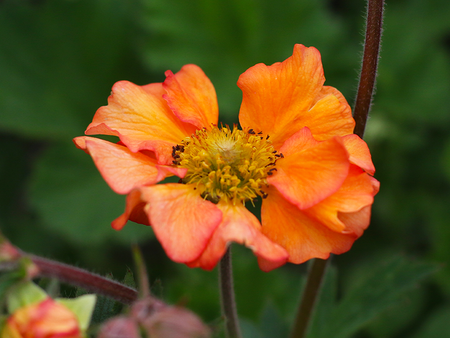 Plant Masterclass: Geums & Astrantias - Thursday 13th May 2026