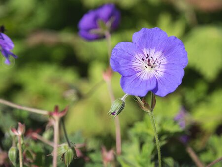 Plant Masterclass - Hardy Geraniums - Tuesday 17th June 2025