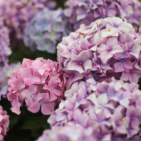 Plant Masterclass - Hydrangeas - Tuesday 5th August 2025