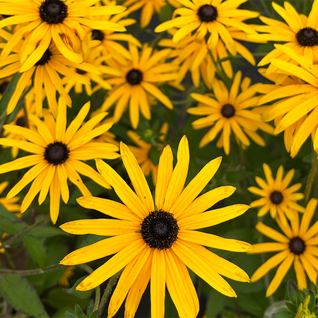 Plant Masterclass - Late & Long Flowering Perennials & Bulbs - Tuesday 29th July 2025