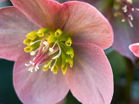 Plant Masterclass: Star Winter Plants and How to Use Them - Tuesday 16th February 2027