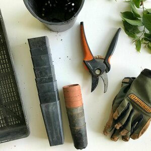Plants For Free - Success with Propagating Plants Workshop - Tuesday 19th August 2025