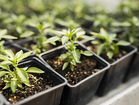 Plants for Free: Winter & Early Spring Propagation - Tuesday 16th February 2027