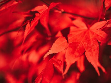 Plants to Extend the Season - Tuesday 15th September 2026