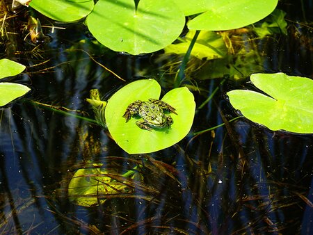 Practical Gardening - Ponds & Water Features - Tuesday 26th May 2026