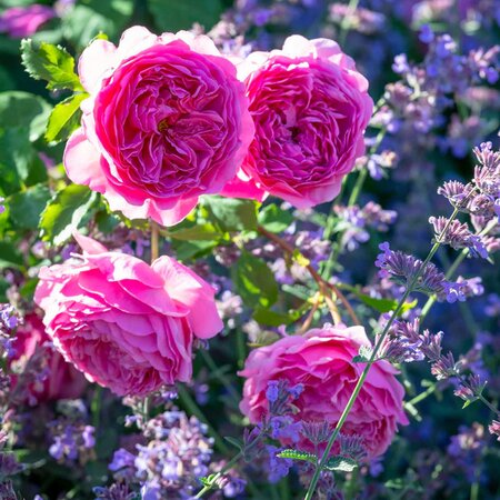 Princess Alexandra of Kent English Shrub Rose - David Austin Roses