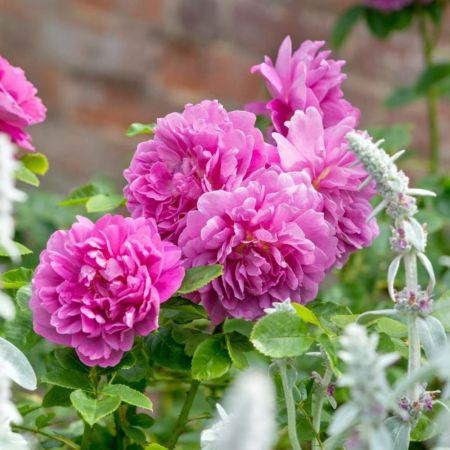 Princess Anne® English Shrub Rose - David Austin Roses