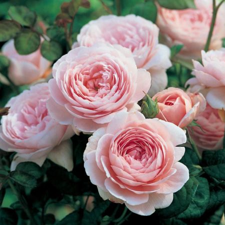 Queen of Sweden English Shrub Rose - David Austin Roses