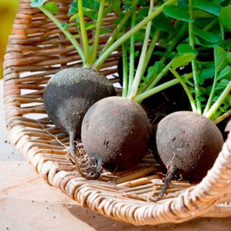 Radish Seeds - Black Spanish Round